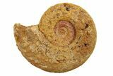 Jurassic Ammonite (Hildoceras?) Fossil - Morocco #289681-1